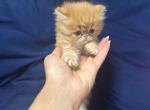 Bella babies Profile