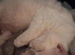 Arwen Snowball Profile