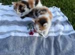 Maine Coon Kittens Profile