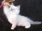 Athena's litter Profile