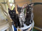 Maine Coon x Siamese CROSS Kittens Profile