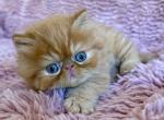 Red tabby male Persian& Exotic lines Profile