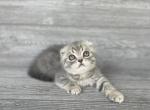 Rory of Elias Cattery Profile