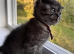 Whiskers Kittens Profile