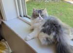 Blue and white female persian Profile