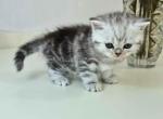 Olga butterfly tabby black silver marbled girl Profile