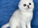Cindy scottish fold silver shaded round baby girl Profile