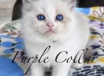 Mink & Traditonal Litter Profile