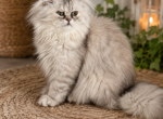 coco Profile