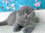 Kevin scottish fold plushy teddy bear blue color Profile