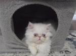 Flame Point Himalayan Profile