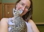 Savannah Kittens Old Enough for New Homes Profile