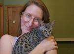F7 Savannah Kittens Profile