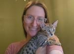 F7 Savannah Kittens Profile