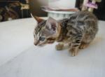 Lily Profile