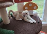 Blue eyes Golden Scottish fold boy Profile