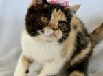 Doll Face Calico ESH Profile