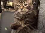 MaleMaineCoon Profile