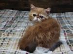 CFA RED CLASSIC TABBY & WHITE EXOTIC Profile
