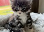 European Maine coon Kittens Profile