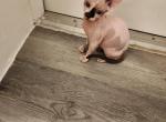 Sphynx Profile