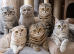 Royal cats Profile