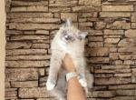 Female Ragdoll Kitty Profile