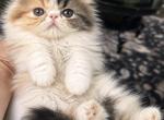 Brown patched tabby and white Profile
