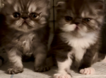 Cali's Kittens Profile