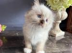 Mink Profile