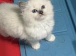 Danis litter  Milwaukee Profile