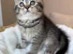 British shorthair male Profile