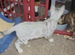 Rosette Spotted Silver Bengal Kitten Profile
