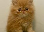 Marleas kitten Profile