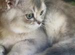 Luxury Kitty Love Profile