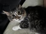 Farm manx kittens Profile