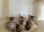 TICA Bengal Kittens Profile