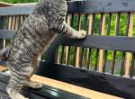American Bobtail kittens ready to New home Profile