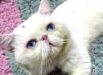 Breeder Dominant Blue Eye Proven King Nikolai Profile