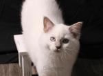 REDUCED Duchess Seraphina Profile