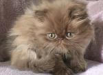 Tammy CFA chocolate Persian Profile