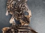 Savannah Bengal hybrid kittens Profile