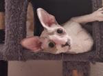 Lola Profile