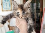 Brown Tortie Maine Coon Profile