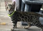 Violet Green Collar Profile