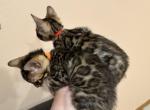 May 21st Bengal kittens Profile