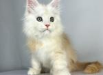 Maine Coon EZ Frank Profile