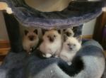 Ragamese Kitten Wait List Profile