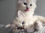 Baby ragdolls Profile