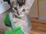 Abyssinian kitten Profile